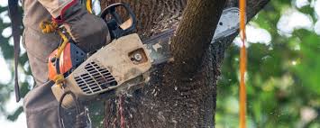 Williamsville, IL Tree Services Company