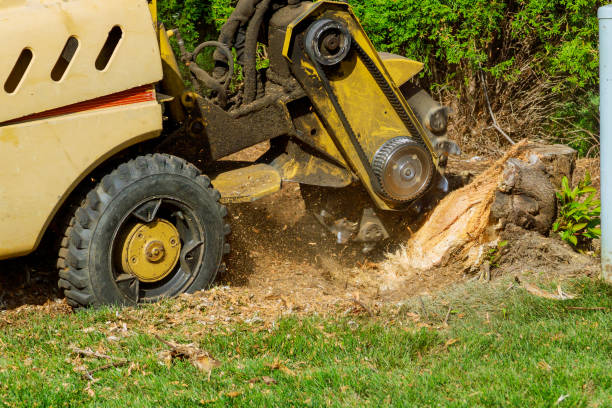 Best Arborist Consultation Services  in Wliamsvle, IL