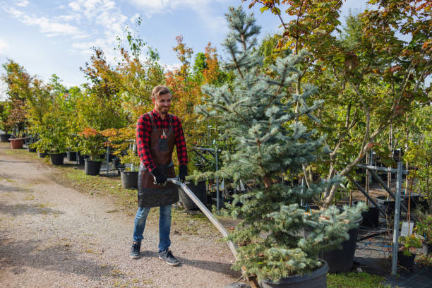 Best Tree Trimming and Pruning  in Wliamsvle, IL