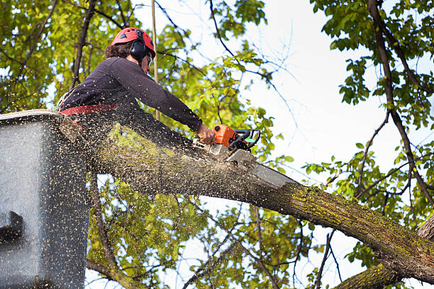 Best Tree Risk Assessment  in Wliamsvle, IL