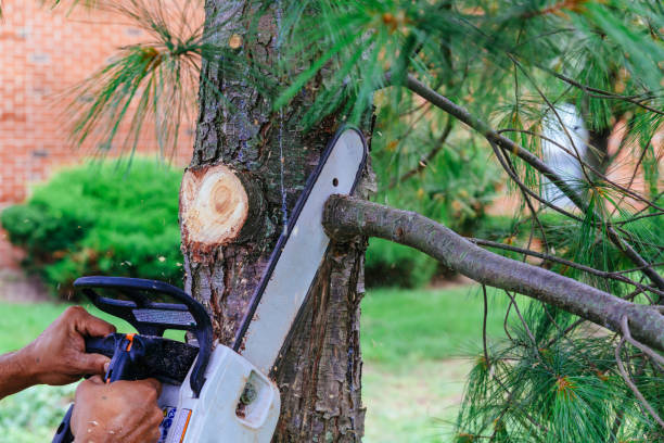 Best Hedge Trimming  in Wliamsvle, IL